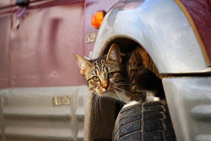 Jak odstraszyć koty, by nie wchodziły pod maskę samochodu?